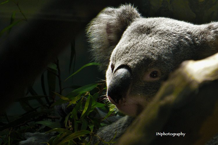 Koala climate change INphotography